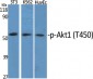 Akt1 (phospho Thr450) Polyclonal Antibody